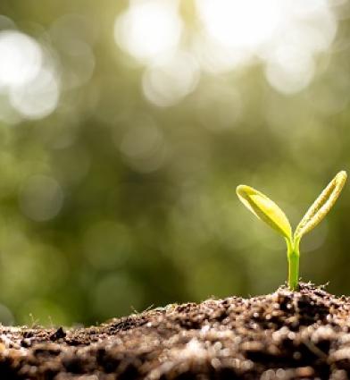 A plant starting to grow in a forest